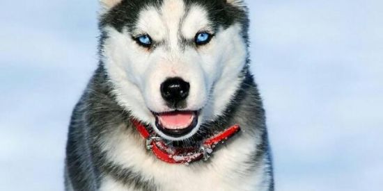 Imagem do grupo de WhatsApp 🐶Meu Pet Feliz🐶