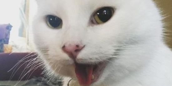 Imagem do grupo de WhatsApp Gatástico 🙀