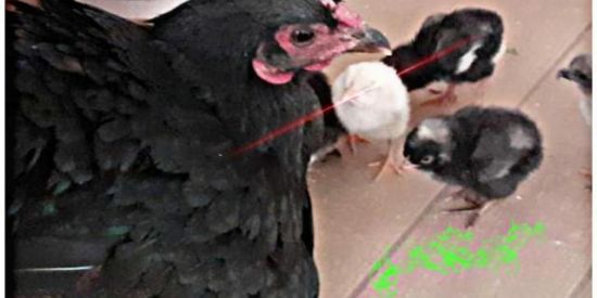 Imagem do grupo de WhatsApp JUCURI🙌