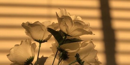 Imagem do grupo de WhatsApp Amizades irônicas