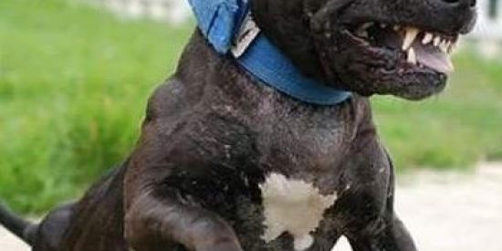 Imagem do grupo de WhatsApp √ APBT Survival乂Instinct'