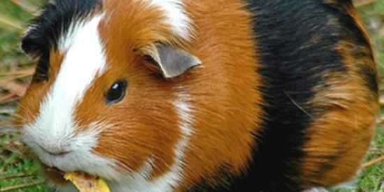 Imagem do grupo de WhatsApp 🐇PORQUINHO DÁ ÍNDIA 🐹