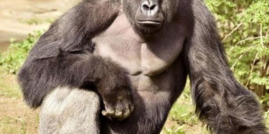 Imagem do grupo de WhatsApp ILHA DOS GORILA🦍⚜️