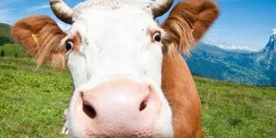 Imagem do grupo de WhatsApp GADOS DO FF🐂🐂