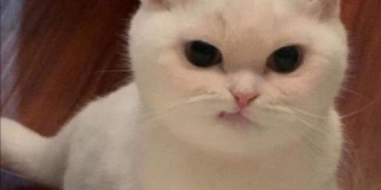 Imagem do grupo de WhatsApp Os Crias 🔥