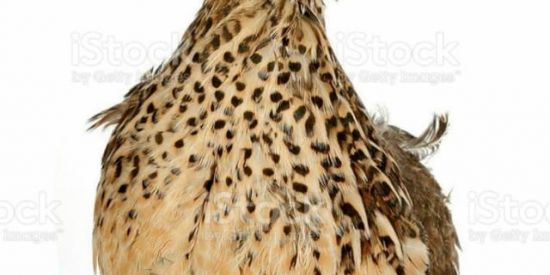 Imagem do grupo de WhatsApp Zueira never end