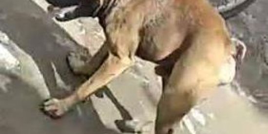 Imagem do grupo de WhatsApp Cachorro cururu