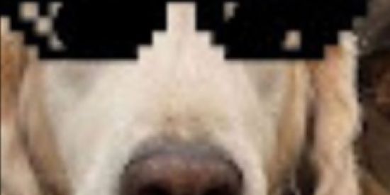 Imagem do grupo de WhatsApp Lar do Narval