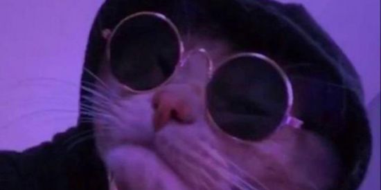 Imagem do grupo de WhatsApp Só os gatos e as gadas🐂🐃