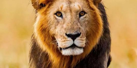 Imagem do grupo de WhatsApp Focados em Cristo(Jesus)