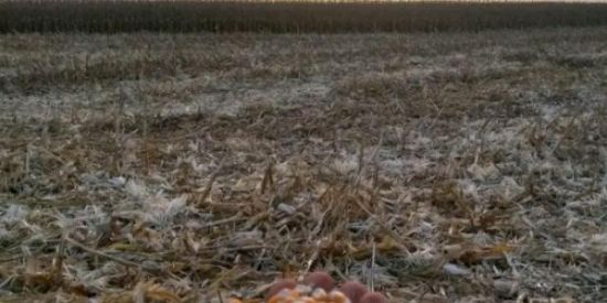 Imagem do grupo de WhatsApp Amigos do MT✌️😎🚜🌱