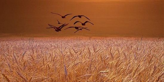 Imagem do grupo de WhatsApp Boa Semente Devocional 🙏📖