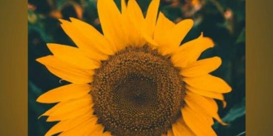 Imagem do grupo de WhatsApp ~°Triagem Bonde future°~