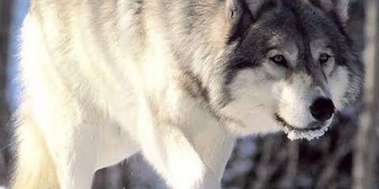 Imagem do grupo de WhatsApp Finanças Wolf Credit Clon