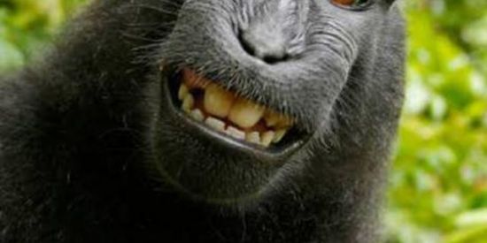 Imagem do grupo de WhatsApp ®mamaco🦧®