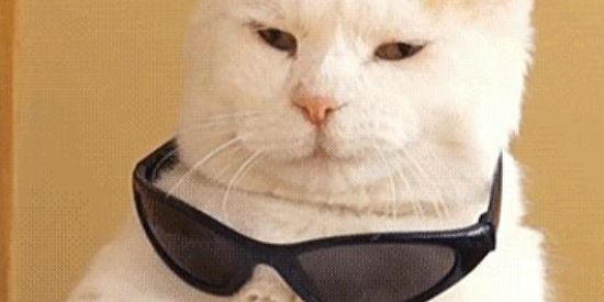 Imagem do grupo de WhatsApp Shitpost da Zueira 😎👌