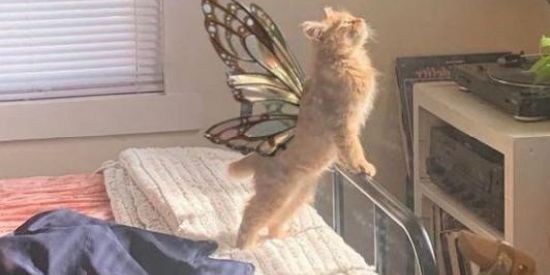 Imagem do grupo de WhatsApp RECRUTAMENTO UNIONS☀️