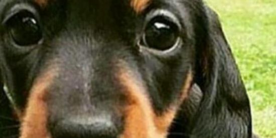 Imagem do grupo de WhatsApp Só os coxinha