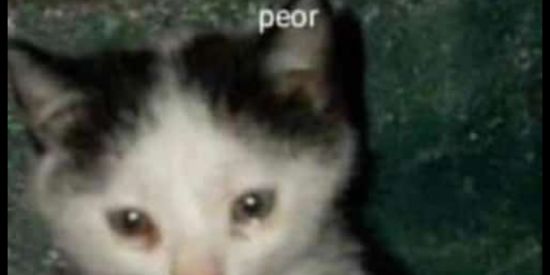 Imagem do grupo de WhatsApp planet monkey