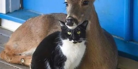 Imagem do grupo de WhatsApp Ilha dos memes