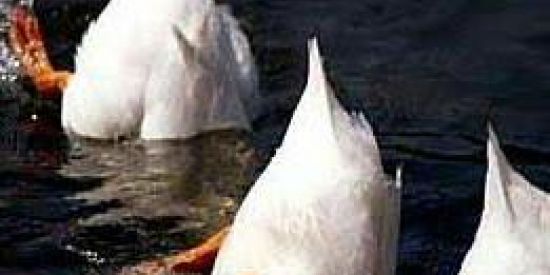 Imagem do grupo de WhatsApp Dating