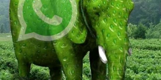 Imagem do grupo de WhatsApp ELEFANTE WHATSAPP