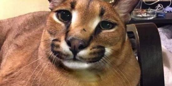 Imagem do grupo de WhatsApp lukalukaocoo.