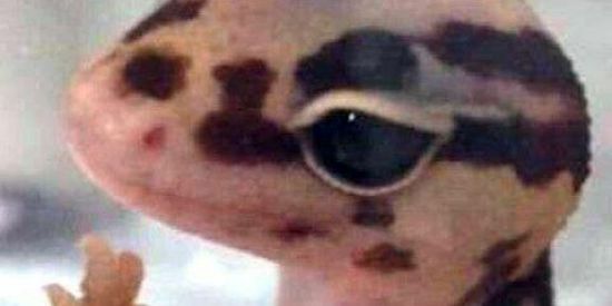 Imagem do grupo de WhatsApp Shifiting🦎✨