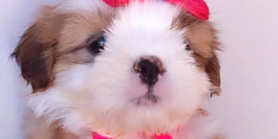 Imagem do grupo de WhatsApp Grupos Vendas Negócio 🚙🏍️🚜