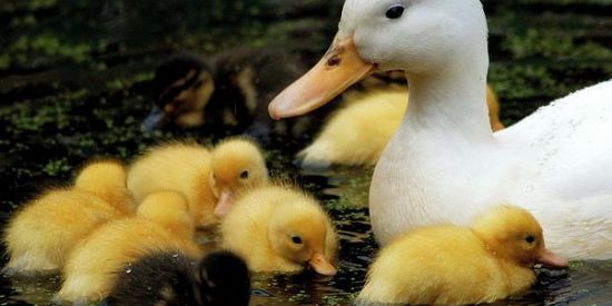 Imagem do grupo de WhatsApp Pegadinha do Pato🦆