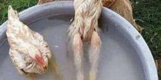 Imagem do grupo de WhatsApp Sapecagens 🤓👌🏻