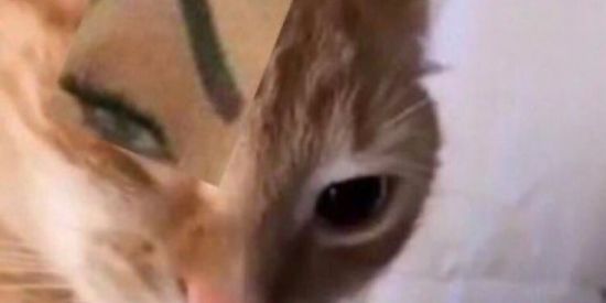 Imagem do grupo de WhatsApp AMIZADES/MEMES