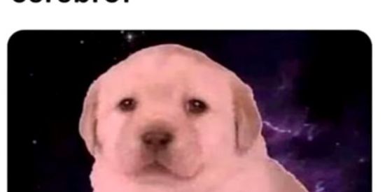 Imagem do grupo de WhatsApp Shitpost