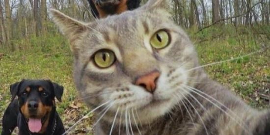 Imagem do grupo de WhatsApp PASSARINHO NO TONTOM