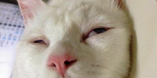 Imagem do grupo de WhatsApp 🥳Memes🥳