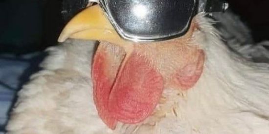 Imagem do grupo de WhatsApp Shitpost