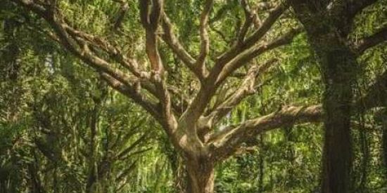 Imagem do grupo de WhatsApp Bruxaria Natural!🧚🏼‍♂️💚