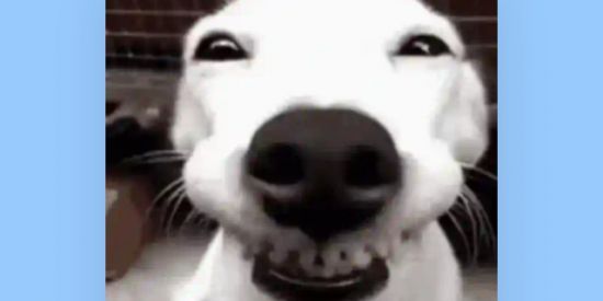 Imagem do grupo de WhatsApp Grupo de figurinhas