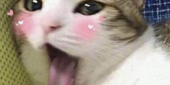 Imagem do grupo de WhatsApp Os malucos da internet 🙃