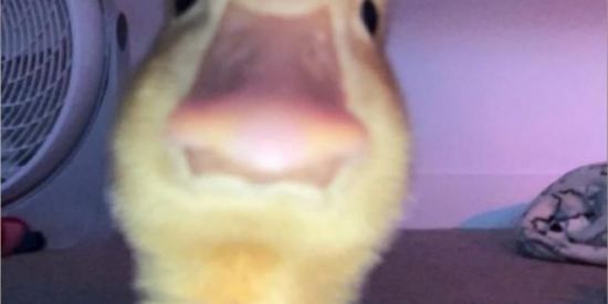 Imagem do grupo de WhatsApp Sla mn só pra zua kkk