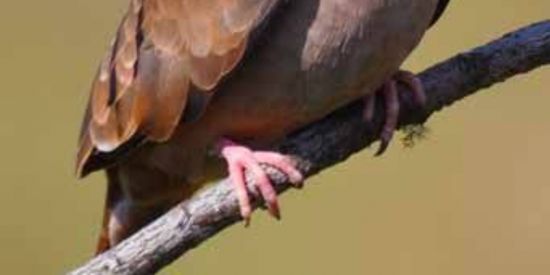 Imagem do grupo de WhatsApp ───※ ·❆· 🆉🅾🅴🅸🆁🅰 🆃🅾🆃🅰🅻·❆·