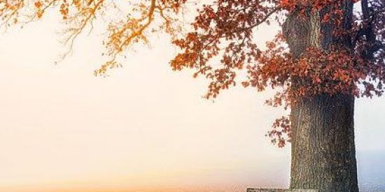 Imagem do grupo de WhatsApp Vídeos de hinos