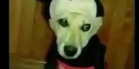 Imagem do grupo de WhatsApp Grupu mortu 😔