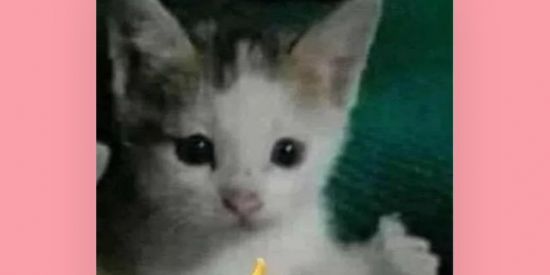 Imagem do grupo de WhatsApp (/^-^꧁os anonimos꧂☘︎