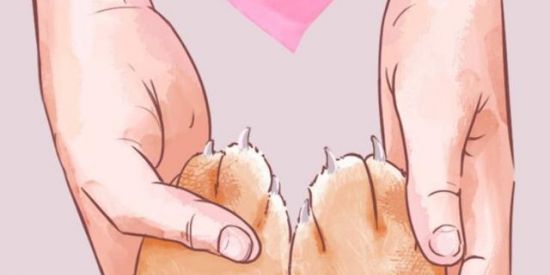 Imagem do grupo de WhatsApp 🐾 Amor por Pets 🐾