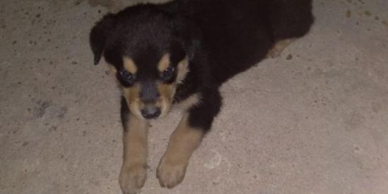 Imagem do grupo de WhatsApp O choro rebaixado 🦮🚩👌🏽💞🔞🆚🚭