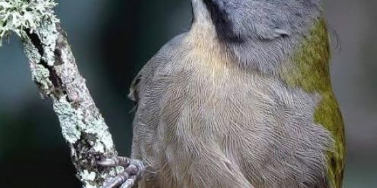 Imagem do grupo de WhatsApp Grupo de trinca ferros🔥❤️