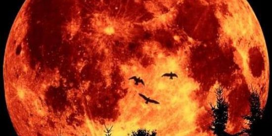 Imagem do grupo de WhatsApp Clã do sobrenatural🌘🐍🕷️🦂🦇