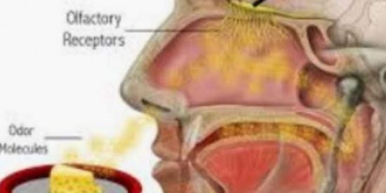 Imagem do grupo de WhatsApp PAROSMIA