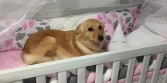 Imagem do grupo de WhatsApp Memes do zapi